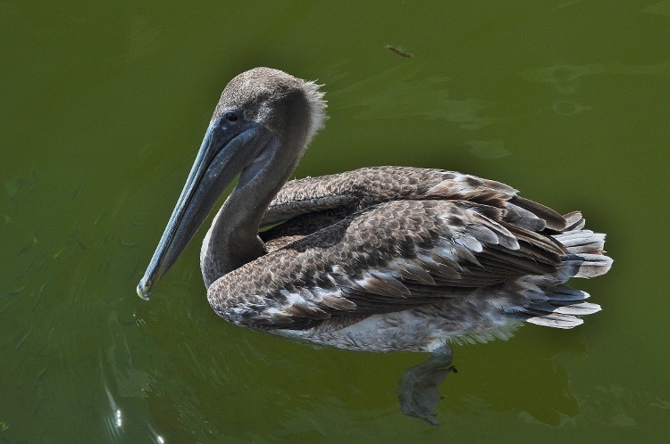 juvenile pelican